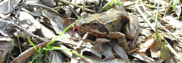 Grasfrosch