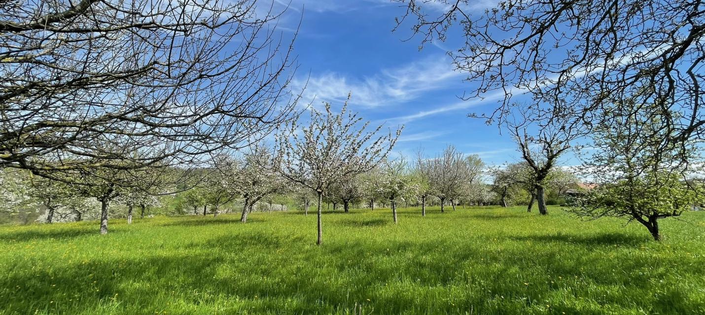 Obstgarten im Frühling