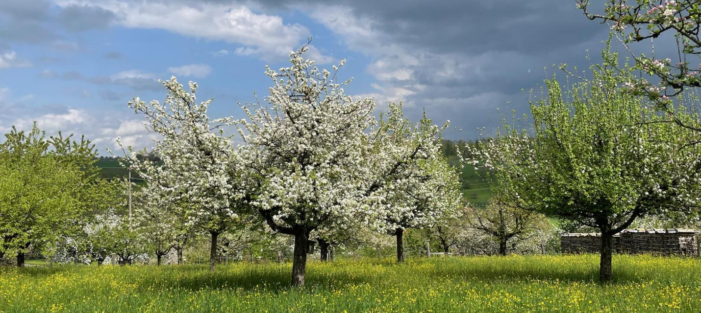 Obstgarten Gallenkirch in Blust