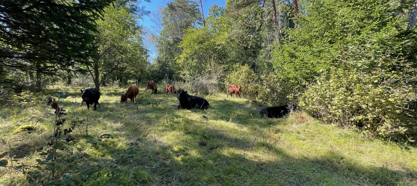 Dexter-Rinder weiden im Föhrenwald